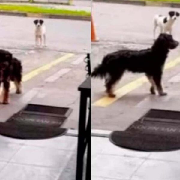 Los perritos han demostrado que saben ser amigos, ejemplo de ello es la historia de un peludo callejero lleva a un amigo al lugar donde le regalan comida