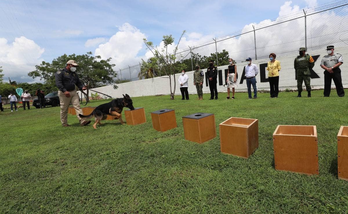 Yucatán presenta a dos elementos caninos que detectarán casos de Covid-19