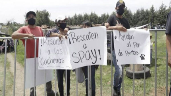 Se han viralizado los llamados para rescatar a los perritos que cayeron en el socavón, pero las autoridades consideran que es riesgoso