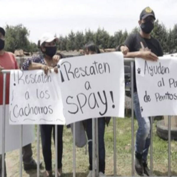 Se han viralizado los llamados para rescatar a los perritos que cayeron en el socavón, pero las autoridades consideran que es riesgoso