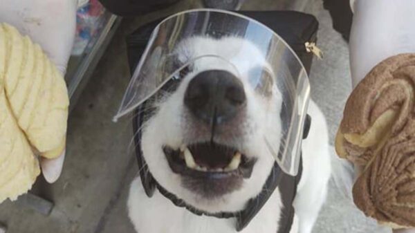 Una perrita llamada Any, se roba el corazón de los cibernautas, pues la peluda se dedica a vender y entregar panes de dulce para una causa noble