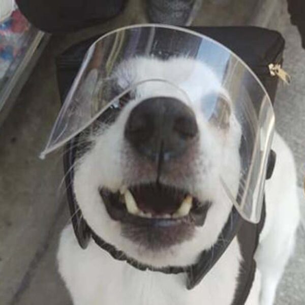 Una perrita llamada Any, se roba el corazón de los cibernautas, pues la peluda se dedica a vender y entregar panes de dulce para una causa noble