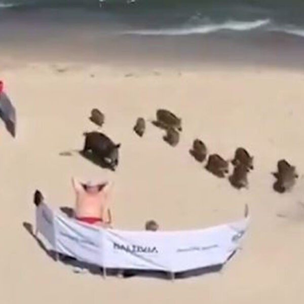 Las playas de Polonia se convirtieron en tendencia, luego de que se difundiera un video, que muestra el arribo de jabalíes paseando por la franja costera