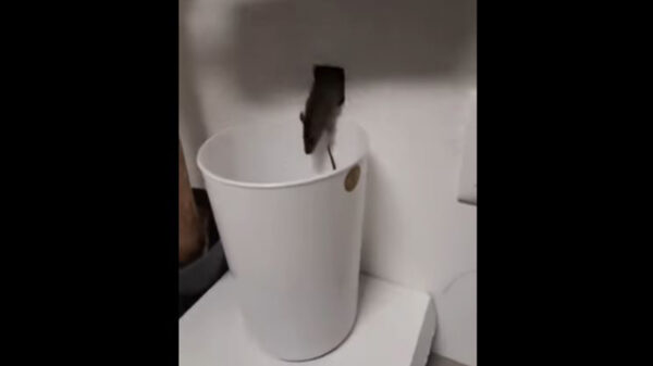 La peculiar técnica para combatir la plaga de ratones se viraliza en redes sociales y ha causado toda clase de reacciones entre los cibernautas