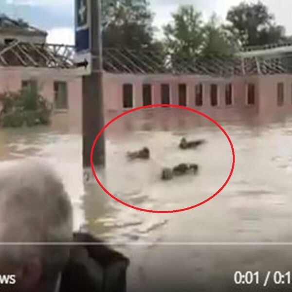 En redes sociales se viraliza el clip en el cual se acusa al gobernador de la ciudad de Kerch, de supuesto maltrato contra sus colaboradores