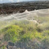 Luego de que la región australiana, se viera afectada por las fuertes lluvias, el paisaje quedo cubierto por un gruesa telaraña