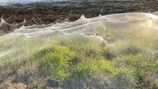 Luego de que la región australiana, se viera afectada por las fuertes lluvias, el paisaje quedo cubierto por un gruesa telaraña