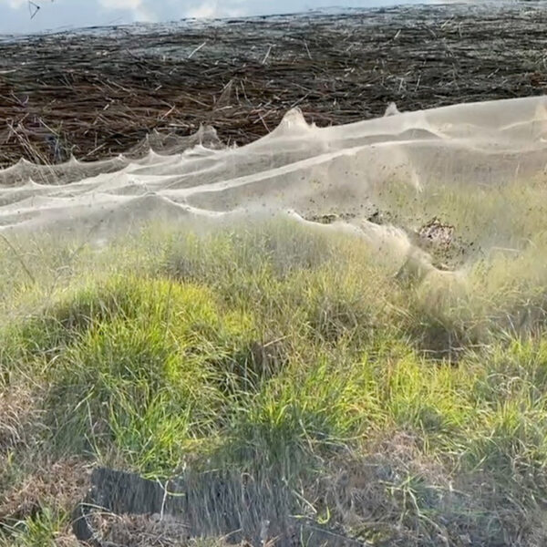 Luego de que la región australiana, se viera afectada por las fuertes lluvias, el paisaje quedo cubierto por un gruesa telaraña