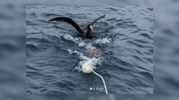 El momento en que un tiburón blanco se traga a un ave en una playa de la ciudad de Port Lincoln, Australia Meridional, fue captado en video