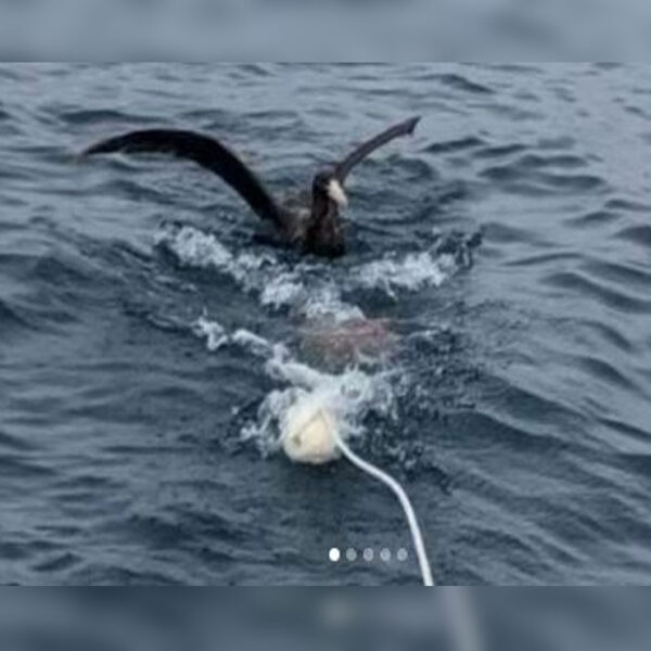 El momento en que un tiburón blanco se traga a un ave en una playa de la ciudad de Port Lincoln, Australia Meridional, fue captado en video