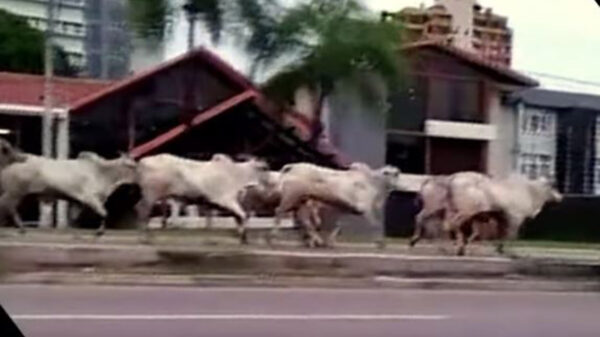 Una manada de vacas embistió a un grupo de personas, dejando cuatro lesionados. Los hechos se registraron en Santa Cruz Bolivia