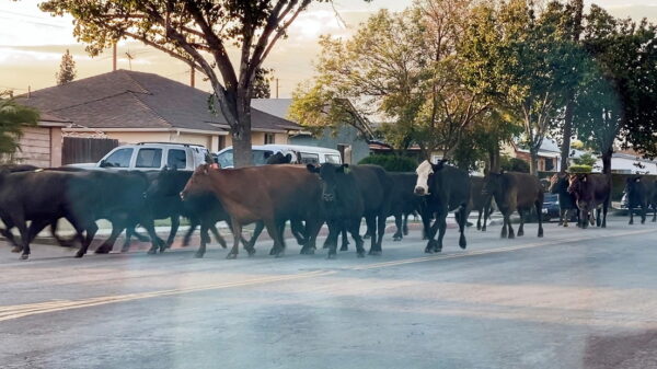 Un grupo de 40 vacas huyeron de un matadero en las inmediaciones de Los Ángeles, Estados Unidos