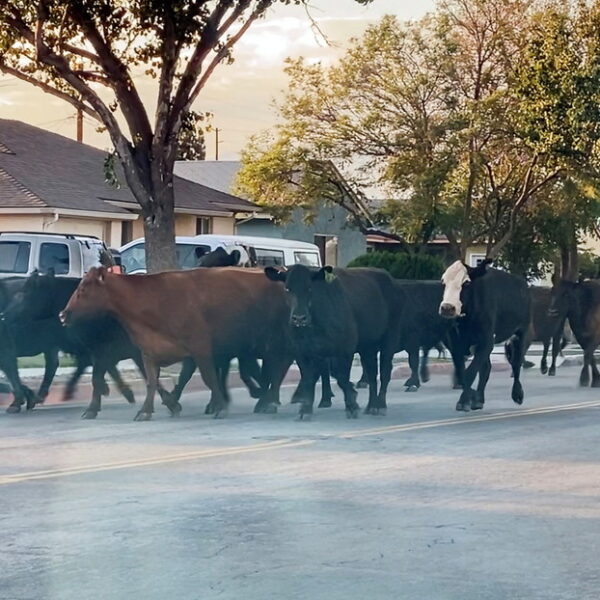 Un grupo de 40 vacas huyeron de un matadero en las inmediaciones de Los Ángeles, Estados Unidos