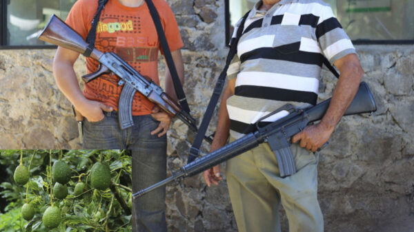 Se ‘levantan en armas’ los aguacateros para defender sus cosechas