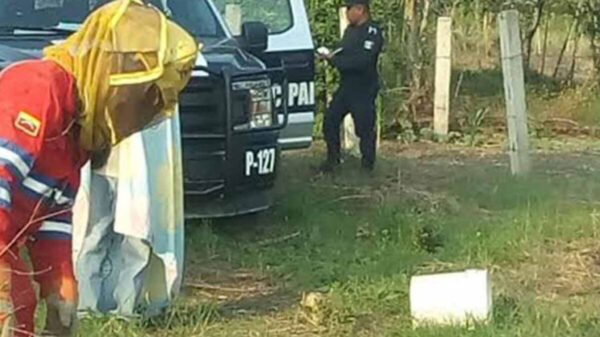 Ataque de abejas en Hidalgo deja una abuelita muerta y un herido (Foto de archivo)
