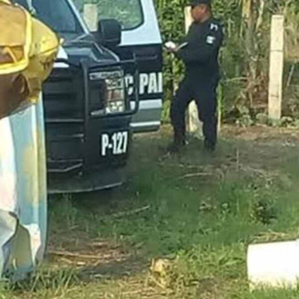 Ataque de abejas en Hidalgo deja una abuelita muerta y un herido (Foto de archivo)