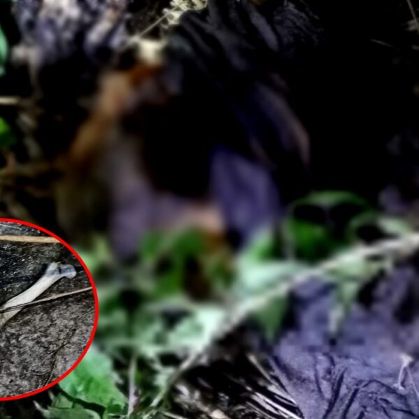 Dzidzantún: Descubren cadáver de hombre extraviado, luego de que perro comiera uno de los huesos