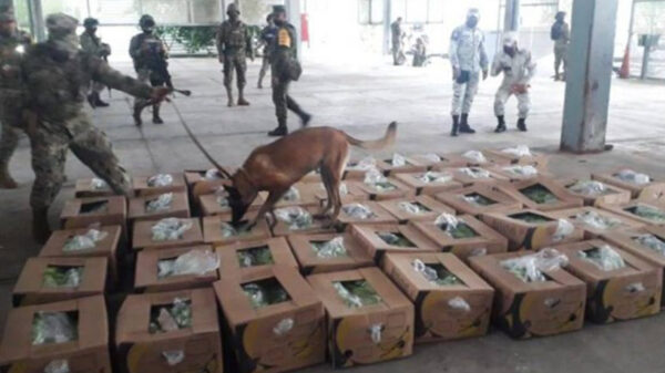 Tractocamión llevaba presunto cargamento de plátano; resultó ser cocaína
