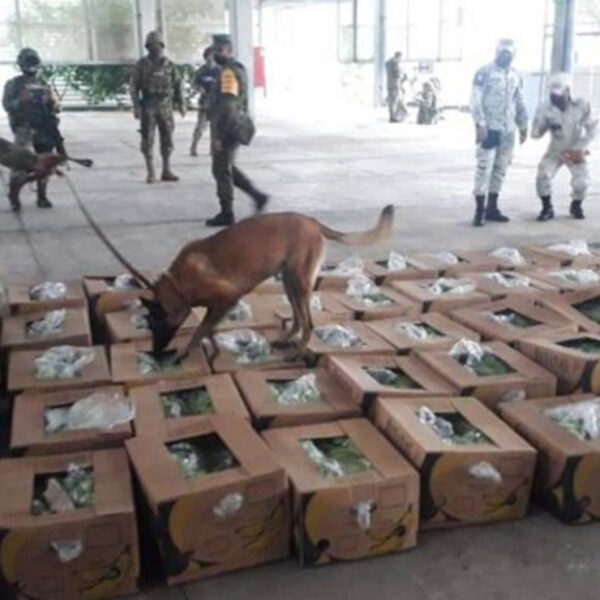 Tractocamión llevaba presunto cargamento de plátano; resultó ser cocaína