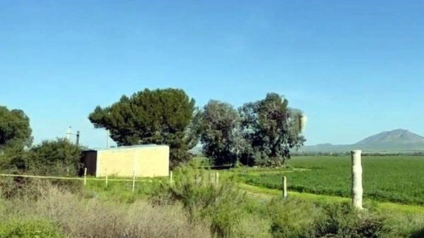 Localizan cuatro cuerpos colgados de un árbol en Zacatecas