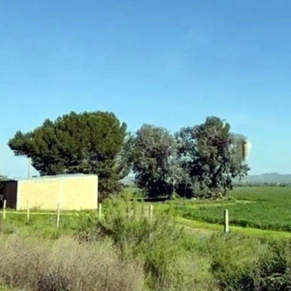 Localizan cuatro cuerpos colgados de un árbol en Zacatecas