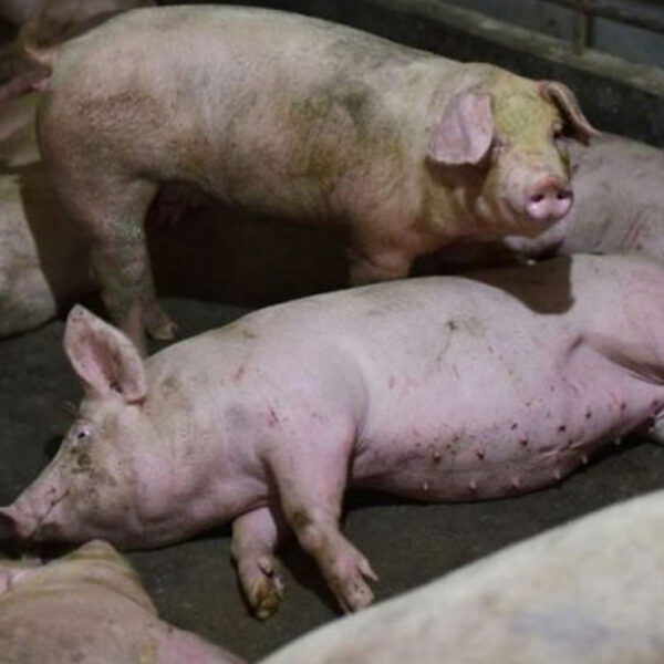¡Alerta! Reforzará México medidas ante el reporte de peste porcina africana