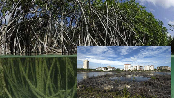 Dueño de Amazon y la WWF restaurarán manglares en Quintana Roo