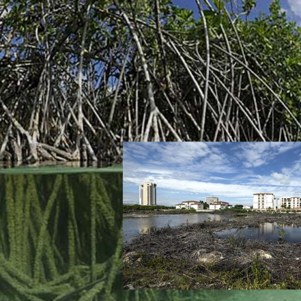 Dueño de Amazon y la WWF restaurarán manglares en Quintana Roo