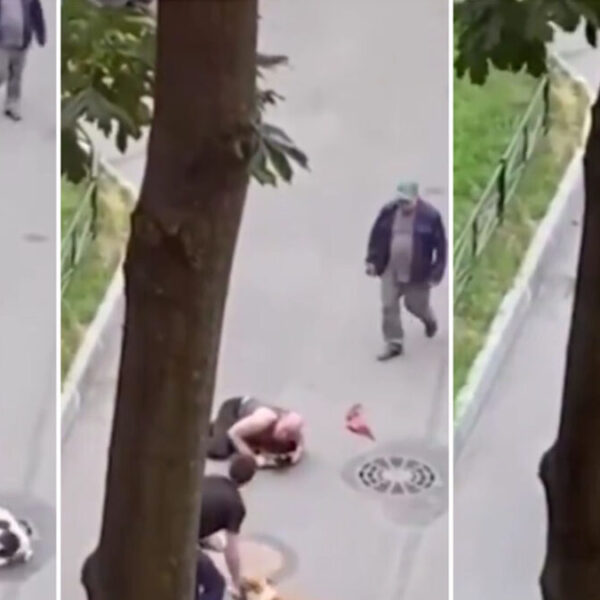 Dos perros atacan a su mascota y él la protege con su cuerpo