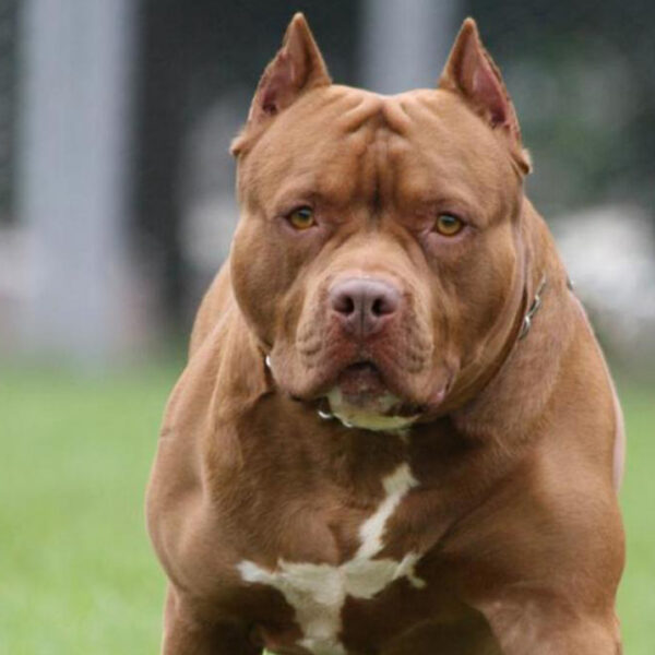 Perros pitbull atacan y mata a menor de edad en Edomex