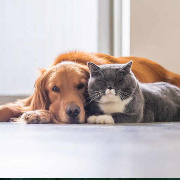 ¡Cuidado! Los gatos son más propensos a enfermarse de Covid que los perros