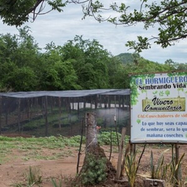 Sembrando Vida, abre brecha en Badiraguato, tierra del Chapo
