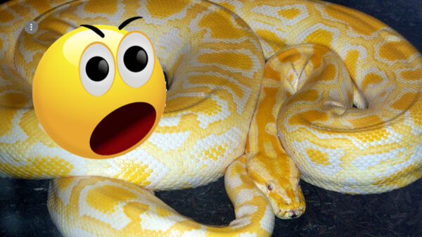 Serpiente muerde en el trasero a hombre sentado en su baño