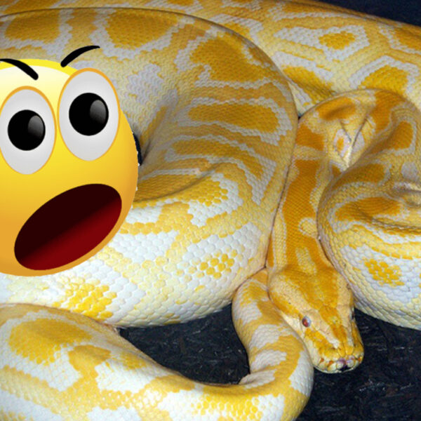 Serpiente muerde en el trasero a hombre sentado en su baño