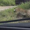 Video: Reportan un tigre suelto en carretera Cancún-Leona Vicario