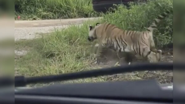 Video: Reportan un tigre suelto en carretera Cancún-Leona Vicario