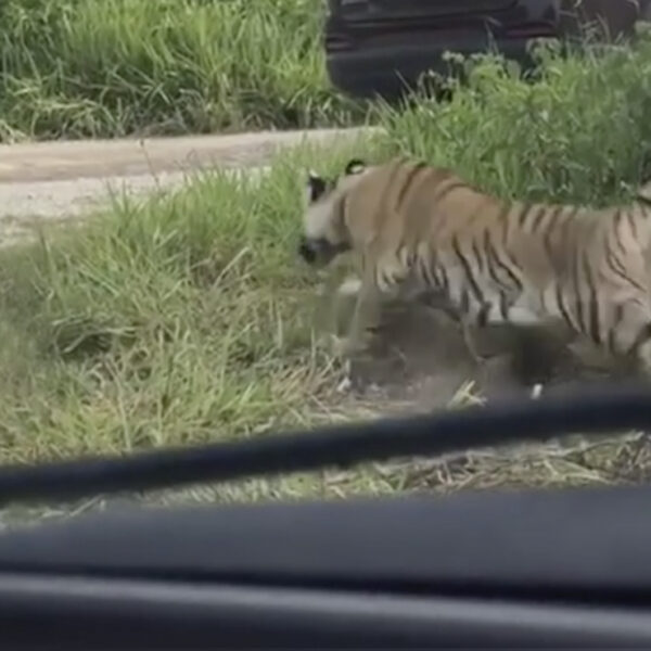 Video: Reportan un tigre suelto en carretera Cancún-Leona Vicario