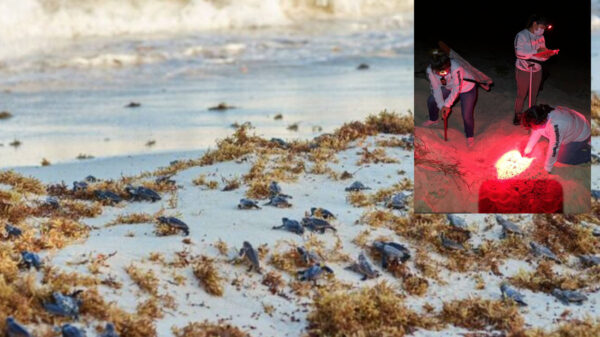 Mil 480 nidos de tortugas han sido protegidos en Cozumel en 2021