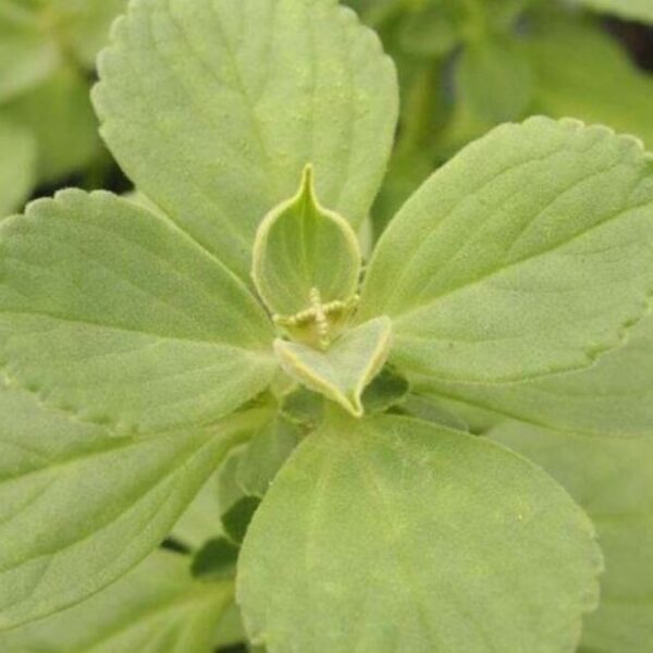 ¿Sabías que existe la planta de vaporub? checa sus beneficios