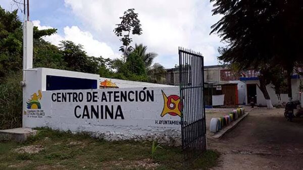 Ayuntamiento abandona a mascotas del Centro de Bienestar Canino.