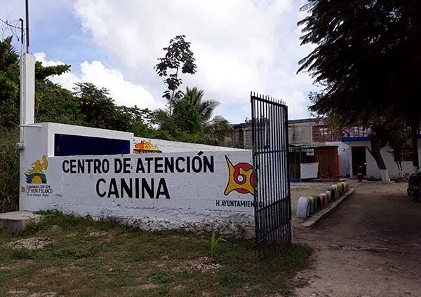 Ayuntamiento abandona a mascotas del Centro de Bienestar Canino.
