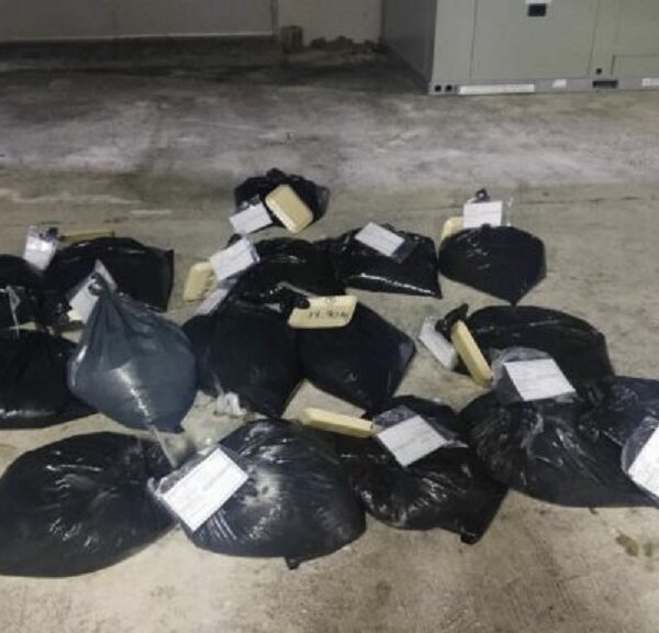 Yucatán: Decomisan más de una tonelada de pulpo.