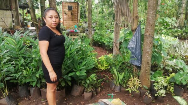 Resienten pérdidas los viveristas del sur de Lázaro Cárdenas.