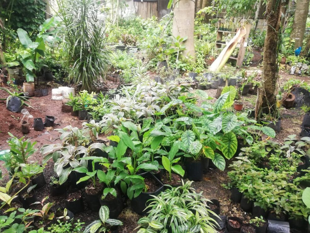 Resienten pérdidas los viveristas del sur de Lázaro Cárdenas; hasta el momento no hay apoyos para quienes se dedican a esta actividad.