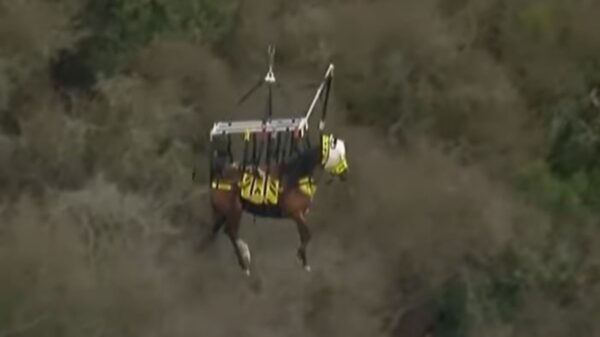 El impresionante rescate de un caballo que quedó atascado en una colina en el sendero, se populariza