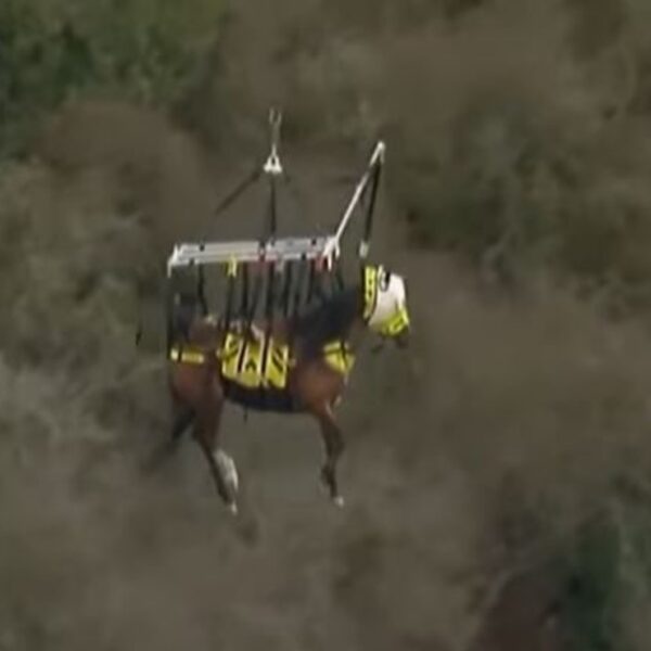 El impresionante rescate de un caballo que quedó atascado en una colina en el sendero, se populariza