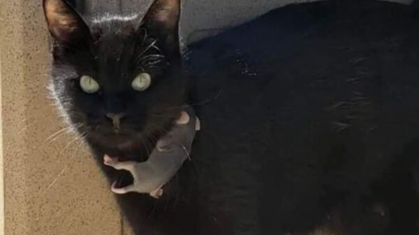 Es enternecedor ver cómo algunos animales adoptan las crías de otras razas, este es el caso de una gata que amamanta a una bebé zarigüeya