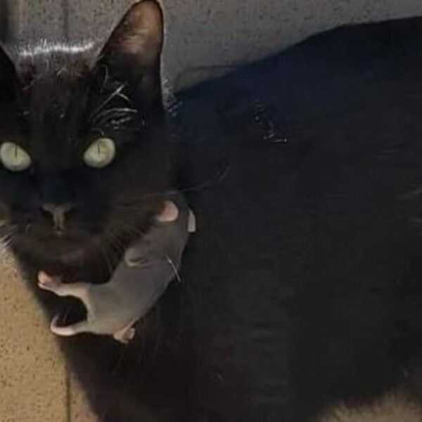 Es enternecedor ver cómo algunos animales adoptan las crías de otras razas, este es el caso de una gata que amamanta a una bebé zarigüeya