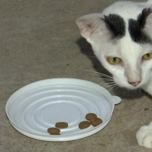 Las mascotas no solo se convierten en parte de la familia, también pueden arriesgar la vida por sus humanos y este es el caso de un gatito de la India