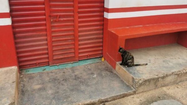 El video de un gatito maullado en la tienda de su humano se viraliza en redes sociales, ya que el felino desconoce que murió